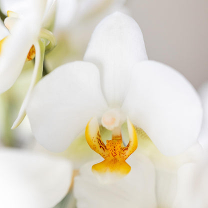 Kolibri Orchideen | Weiße Phalaenopsis-Orchidee, Topfgröße Ø 9 cm | Lausanne | Blühende Zimmerpflanze – frisch vom Züchter