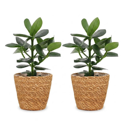 Green boutiQ - Clusia Princess - Clusia - 2 Planten - met Mand - Pot 12cm - Hoogte - 40cm