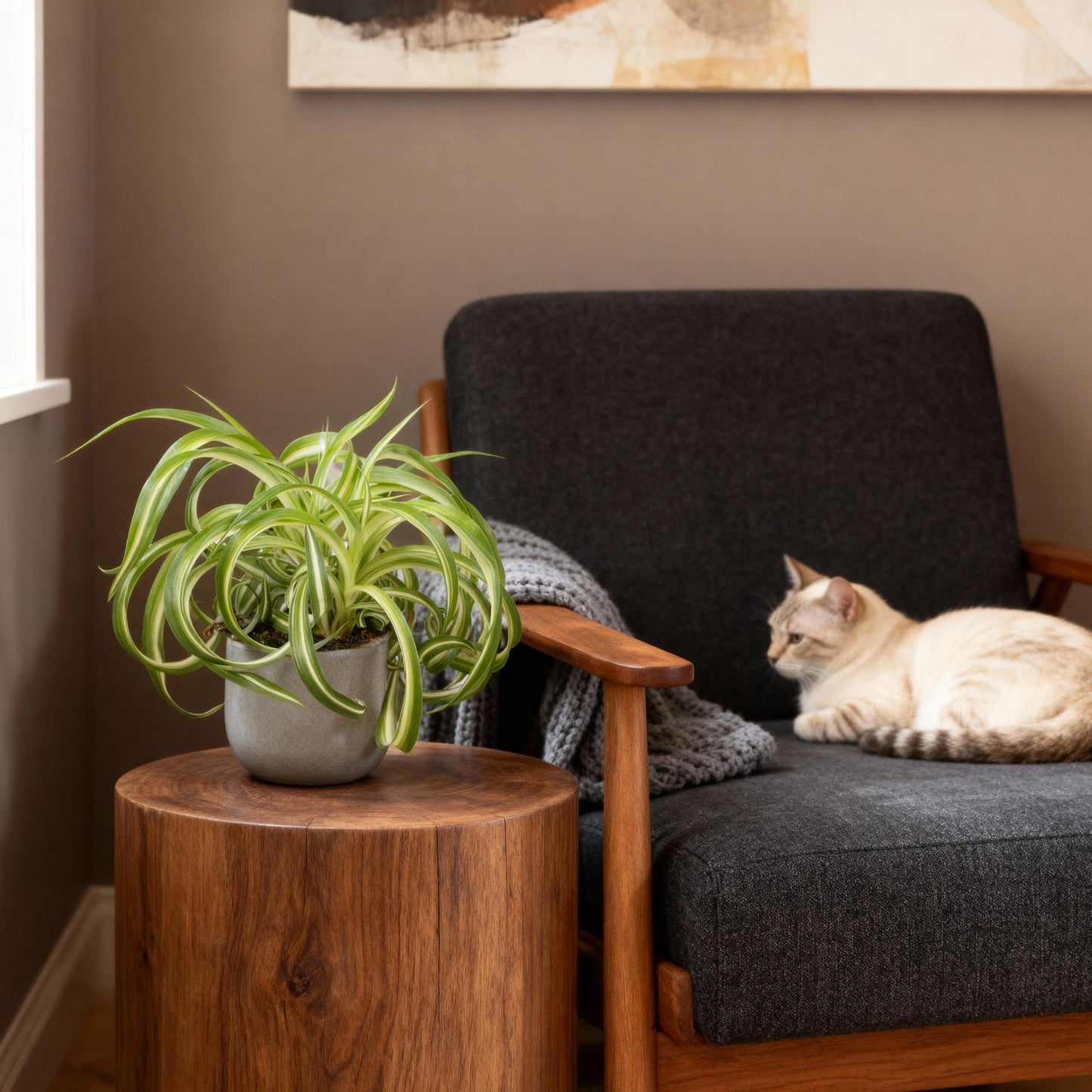 Green boutiQ - Kamerplant - Chlorophytum comosum Bonnie - Krullende Graslelie - Huisdiervriendelijk - Bont - 4 Planten - Pot 12cm - Hoogte 20-25cm