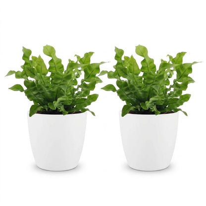 Green boutiQ - Asplenium Crispy Wave - Asplenium Crispy Wave - 2 Planten - met Potter Wit - Pot 12cm - Hoogte - 30cm