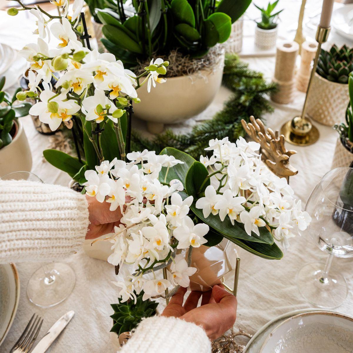 Hummingbird Orchids | White orchid 'Nazaré' + Pearl decorative pot Travertine - pot size Ø9cm | flowering houseplant - fresh from the grower