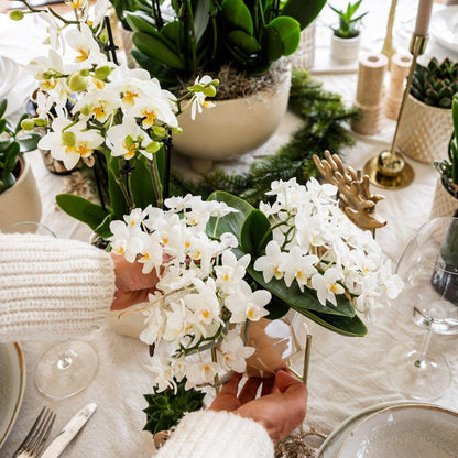 Hummingbird Orchids | White orchid 'Nazaré' + Pearl decorative pot Travertine - pot size Ø9cm | flowering houseplant - fresh from the grower