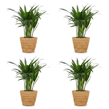 Green boutiQ - Areca Lutescens - Goudpalm - 4 Planten - met Mand - Pot 12cm - Hoogte - 45cm