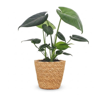 Green boutiQ - Monstera Deliciosa - Gatenplant - 1 Plant - met Mand - Pot 12cm - Hoogte 30cm