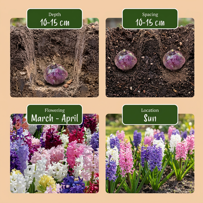 20x Hyacinthus mix - Hyacint mix - Diversen - Voorjaarsbloeier - Bolmaat 14/15