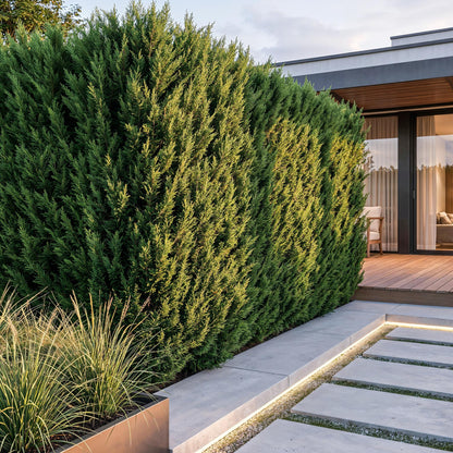 Green boutiQ - 16x Cupressocyparis leylandii 2011 - Leylandii - Haagplanten - Groenblijvend - Groen - Pot 9cm - Hoogte 30-40cm