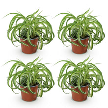 Green boutiQ - Kamerplant - Chlorophytum comosum Bonnie - Krullende Graslelie - Huisdiervriendelijk - Bont - 4 Planten - Pot 12cm - Hoogte 20-25cm