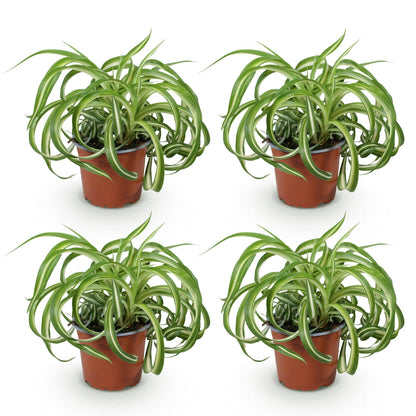 Green boutiQ - Kamerplant - Chlorophytum comosum Bonnie - Krullende Graslelie - Huisdiervriendelijk - Bont - 4 Planten - Pot 12cm - Hoogte 20-25cm