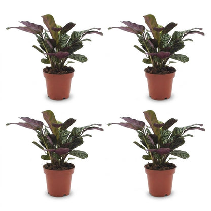 Green boutiQ - Ctenanthe Burle Marxii - Visgraatplant - 4 Planten - Pot 12cm - Hoogte - 30cm