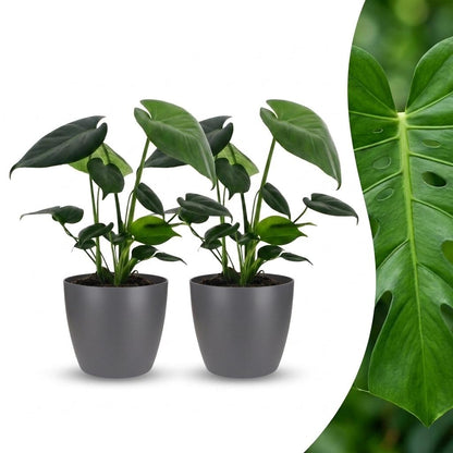 Green boutiQ - Monstera Deliciosa - Gatenplant - 2 Planten - met Potter Grijs - Pot 12cm - Hoogte 30cm