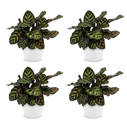 Calathea Makoyana - Pauwenplant - 4 Planten - met Potter Wit - Pot 12cm - Hoogte - 25cm