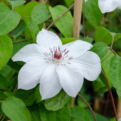 6x Clematis ‘Miss Bateman’ – P9 pot – elegante witte bloeiende klimplant