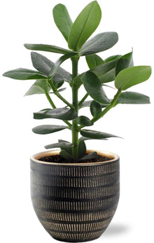 Clusia Rosea Princess - Ø12cm - ↕15cm + Beau Pot D14x13cm - Zwart