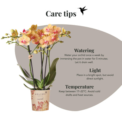 Kolibri Orchids | Orange Phalaenopsis orchid pot size Ø9cm | Jamaica | flowering houseplant - fresh from the grower