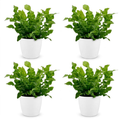 Green boutiQ - Asplenium Crispy Wave - Asplenium Crispy Wave - 4 Planten - met Potter Wit - Pot 12cm - Hoogte - 30cm
