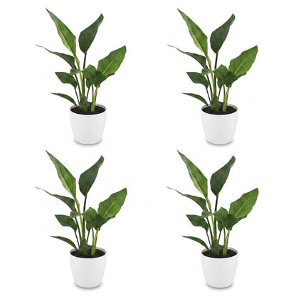 Strelitzia Reginea - Paradijsvogelbloem - 4 Planten - met Potter Wit - Pot 12cm - Hoogte - 35cm