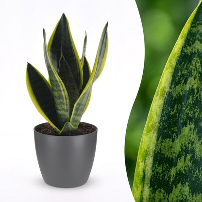 Green boutiQ - Sansevieria Future Superb - Vrouwentong - 1 Plant - met Potter Grijs - Pot 12cm - Hoogte - 35cm