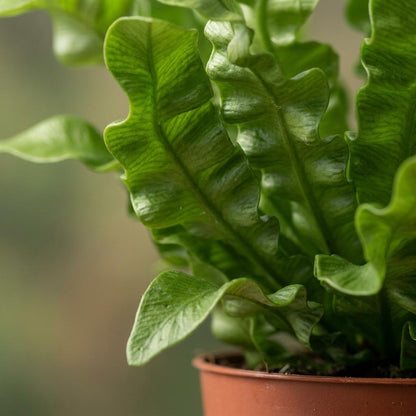 Green boutiQ - Asplenium Crispy Wave - Asplenium Crispy Wave - 2 Planten - Pot 12cm - Hoogte - 30cm