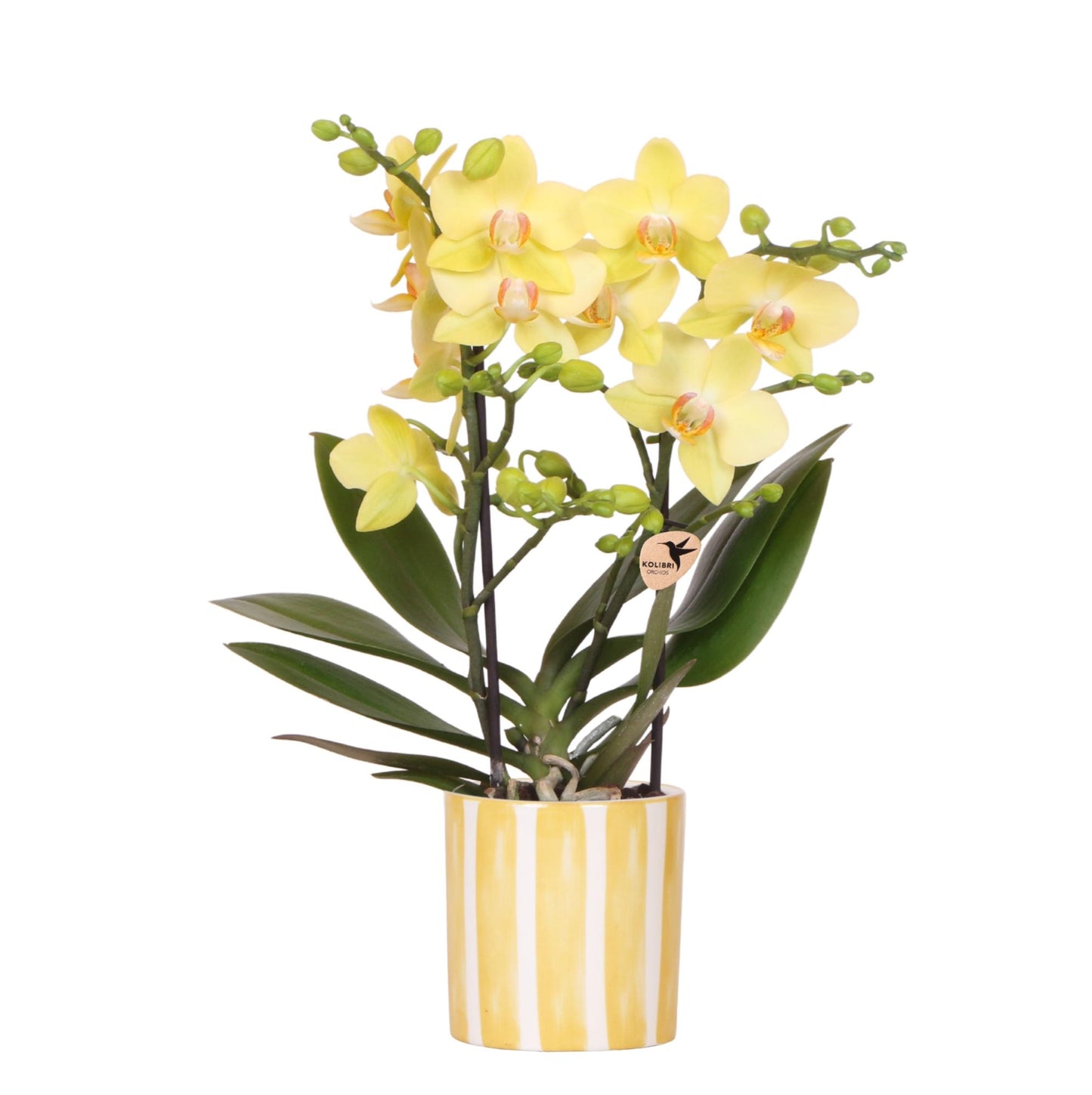 Kolibri-Orchideen | Gelbe Phalaenopsis-Orchidee – Albenga + Painted Stripe, gelber Topf – Topfgröße Ø 9 cm | Blühende Zimmerpflanze – frisch vom Züchter