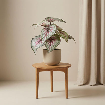 Begonia - 26 cm in pot - Kunstplant - Artificial plant - UV - Indoor & Outdoor