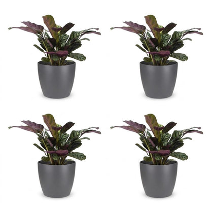 Green boutiQ - Ctenanthe Burle Marxii - Visgraatplant - 4 Planten - met Potter Grijs - Pot 12cm - Hoogte - 30cm