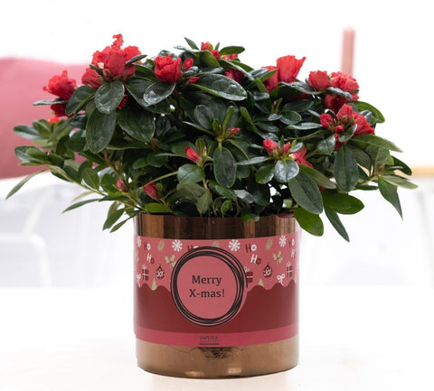 Frohe Weihnachten Sophie + Weihnachtsärmel