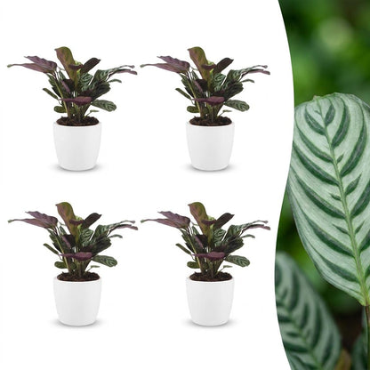 Green boutiQ - Ctenanthe Burle Marxii - Visgraatplant - 4 Planten - met Potter Wit - Pot 12cm - Hoogte - 30cm