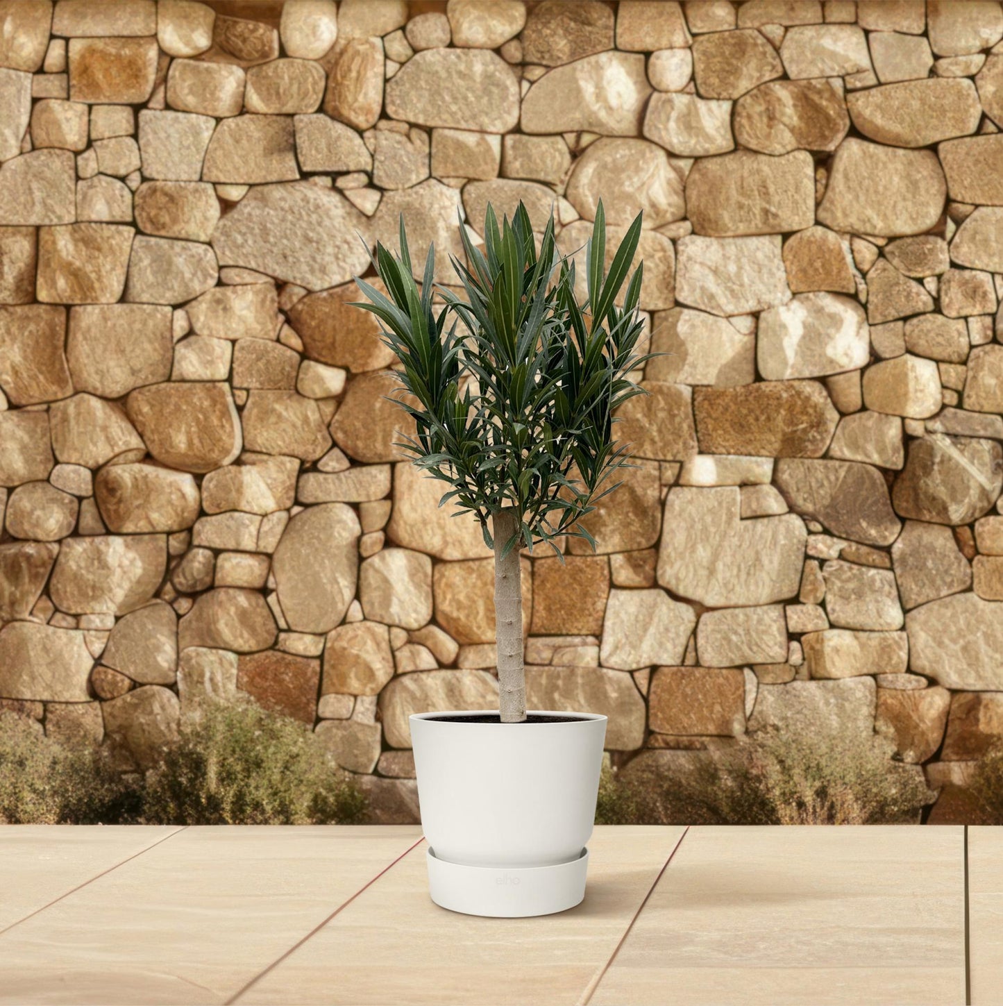 Oleander (Nerium) am Stiel mit rosa Blüte - 110 cm - Ø 22