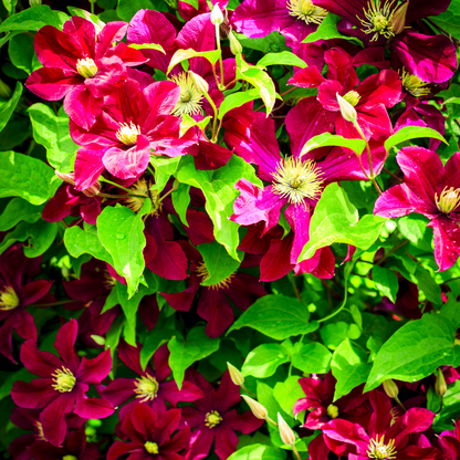 6x Clematis ‘Rouge Cardinal’ – P9 pot – prachtige rood bloeiende klimplant