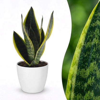Green boutiQ - Sansevieria Future Superb - Vrouwentong - 1 Plant - met Potter Wit - Pot 12cm - Hoogte - 35cm
