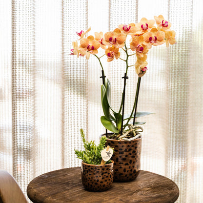 Kolibri Orchids | Orange Phalaenopsis orchid pot size Ø9cm | Jamaica | flowering houseplant - fresh from the grower