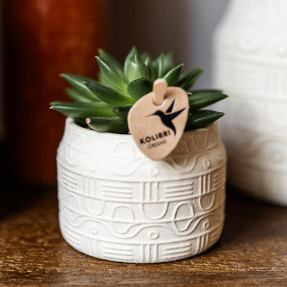 Kolibri Greens | Groene plant - Succulent Echeveria Miranda potmaat Ø6cm | groene kamerplant - vers van de kweker