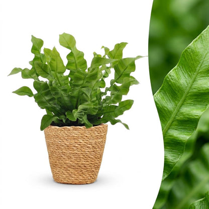 Green boutiQ - Asplenium Crispy Wave - Asplenium Crispy Wave - 1 Plant - met Mand - Pot 12cm - Hoogte - 30cm