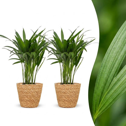 Green boutiQ - Areca Lutescens - Goudpalm - 2 Planten - met Zeegras Mand - Pot 12cm - Hoogte 45cm