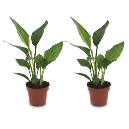 Strelitzia Reginea - Paradijsvogelbloem - 2 Planten - Pot 12cm - Hoogte - 35cm