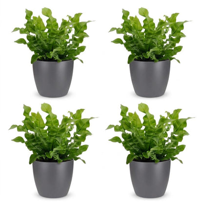 Green boutiQ - Asplenium Crispy Wave - Asplenium Crispy Wave - 4 Planten - met Potter Grijs - Pot 12cm - Hoogte - 30cm