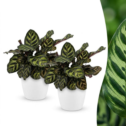 Calathea Makoyana - Pauwenplant - 2 Planten - met Potter Wit - Pot 12cm - Hoogte - 25cm