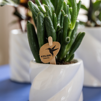 Kolibri Greens | Groene plant - Succulent Crassula Hobbit potmaat Ø6cm | groene kamerplant - vers van de kweker
