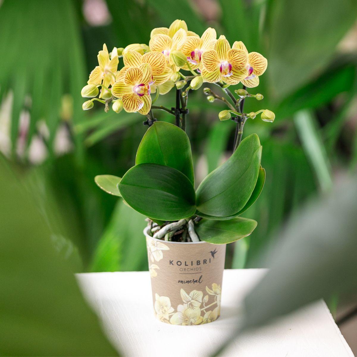 Hummingbird Orchids | Yellow orchid Lima + Malaga decorative pot light orange - pot size Ø9cm | flowering houseplant - fresh from the grower