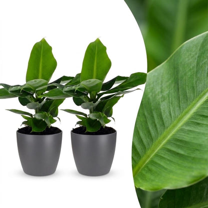 Green boutiQ - Musa Oriental Dwarf - Dwergbanaan - 2 Planten - met Potter Grijs - Pot 12cm - Hoogte - 30cm