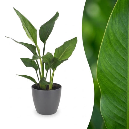 Strelitzia Reginea - Paradijsvogelbloem - 1 Plant - met Potter Grijs - Pot 12cm - Hoogte - 35cm