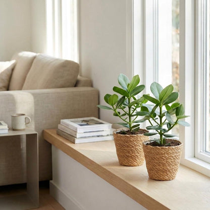 Green boutiQ - Clusia Princess - Clusia - 1 Plant - met Mand - Pot 12cm - Hoogte - 40cm