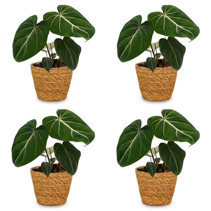 Green boutiQ - Philodendron Gloriosum - Glorie Philodendron - 4 Planten - met Mand - Pot 12cm - Hoogte - 25cm