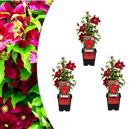 3x Clematis ‘Rouge Cardinal’ – P9 pot – prachtige rood bloeiende klimplant
