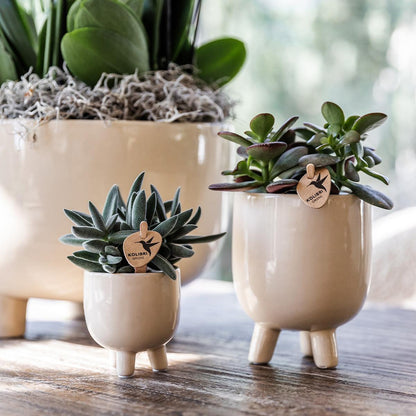 Kolibri Orchids | Red Phalaenopsis orchid – Congo + Gummy pot travertine – pot size Ø9cm | flowering houseplant in a flowerpot - fresh from the grower