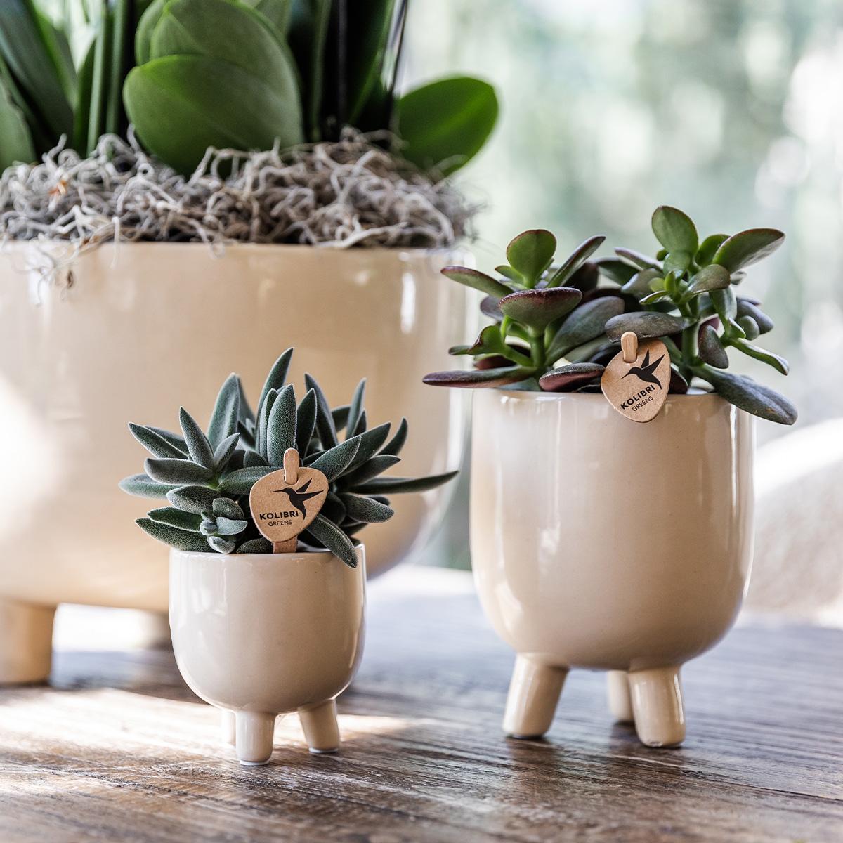 Kolibri Orchids | Red Phalaenopsis orchid – Congo + Gummy pot travertine – pot size Ø9cm | flowering houseplant in a flowerpot - fresh from the grower