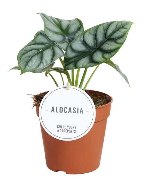 Alocasia Silver Dragon - Ø12cm - ↕25cm