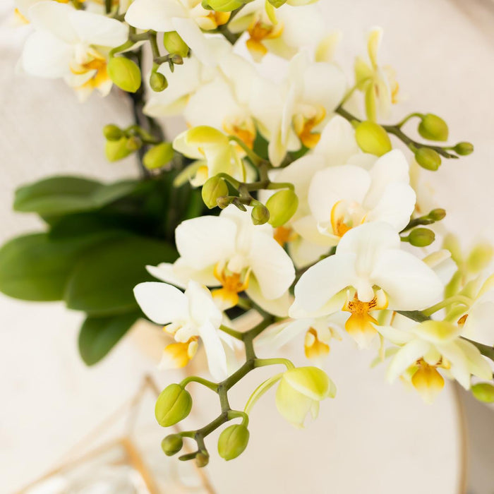 Kolibri Orchids | witte phalaenopsis orchidee potmaat Ø9cm | Lausanne | bloeiende kamerplant - vers van de kweker