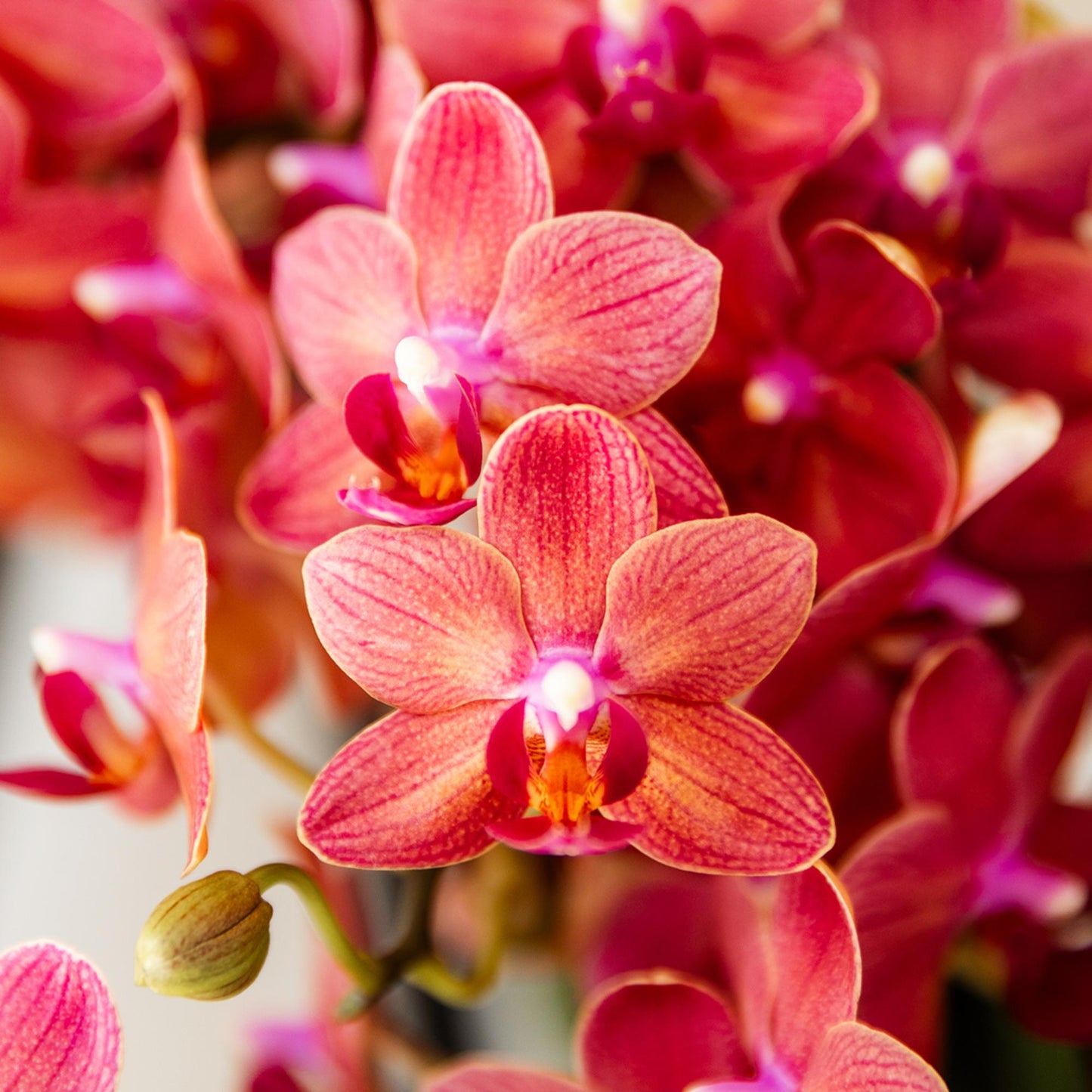 Kolibri-Orchideen | Rote Phalaenopsis-Orchidee, Topfgröße Ø 9 cm | Kongo | Blühende Zimmerpflanze – frisch vom Züchter