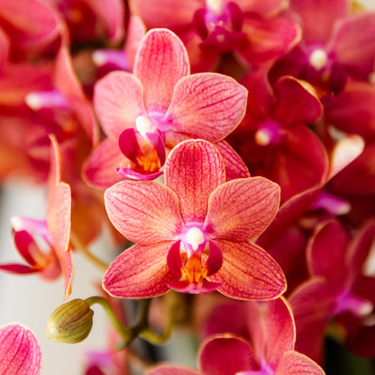 Kolibri-Orchideen | Rote Phalaenopsis-Orchidee, Topfgröße Ø 9 cm | Kongo | Blühende Zimmerpflanze – frisch vom Züchter